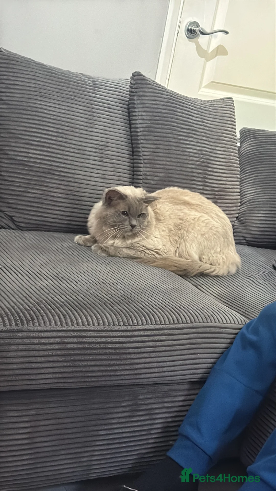 Ragdoll cats for sale: Male and female  - Advert 1