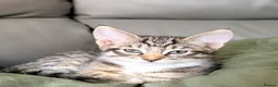 Maine Coon cats for sale: Maine Coon  - Advert 18