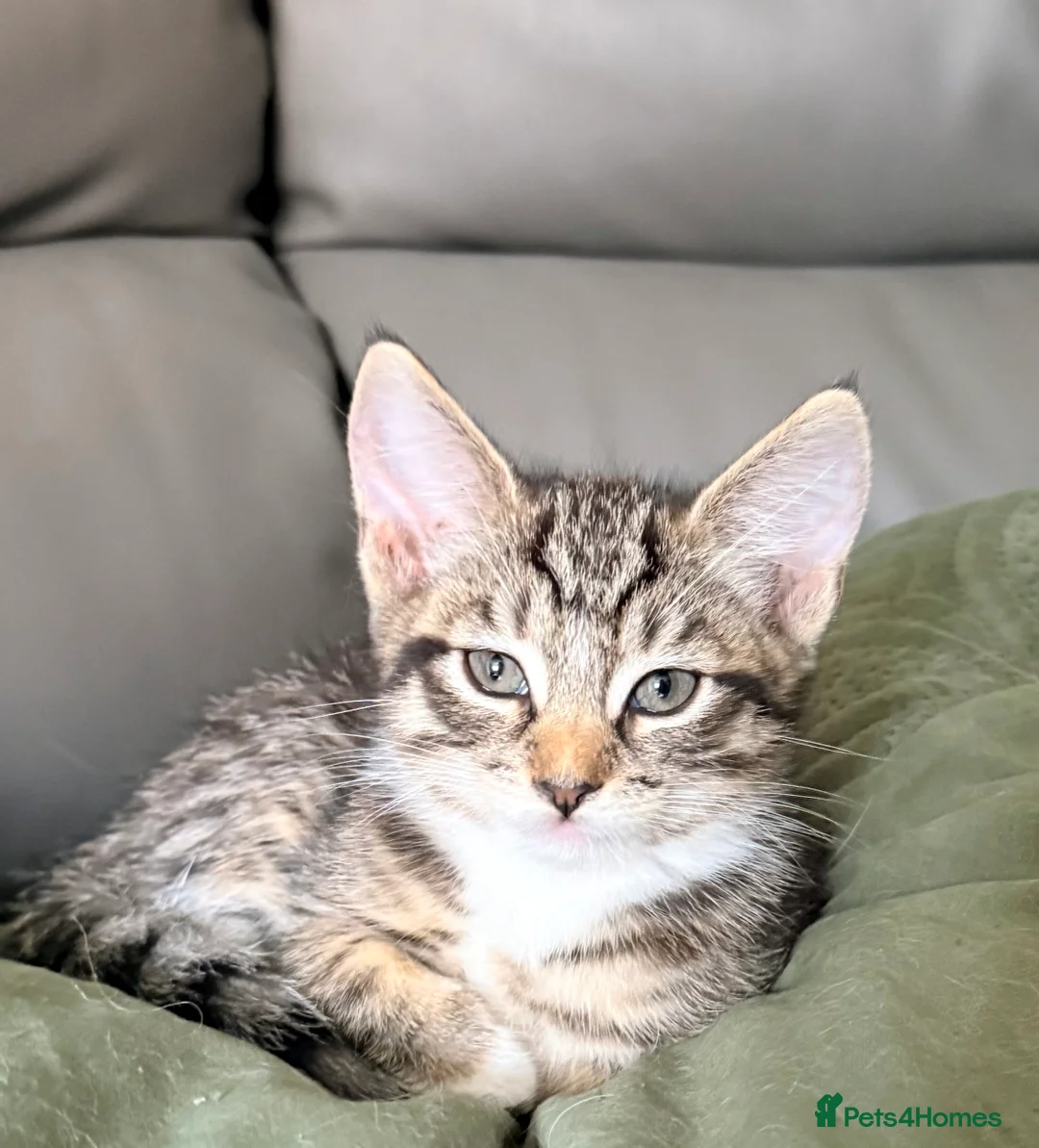 Maine Coon cats for sale: Maine Coon  - Advert 18