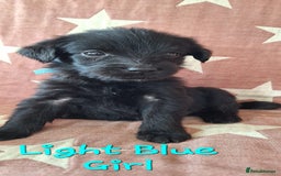 Australian Labradoodle dogs for sale: Miniture labradoodle puppies available  - Image 13