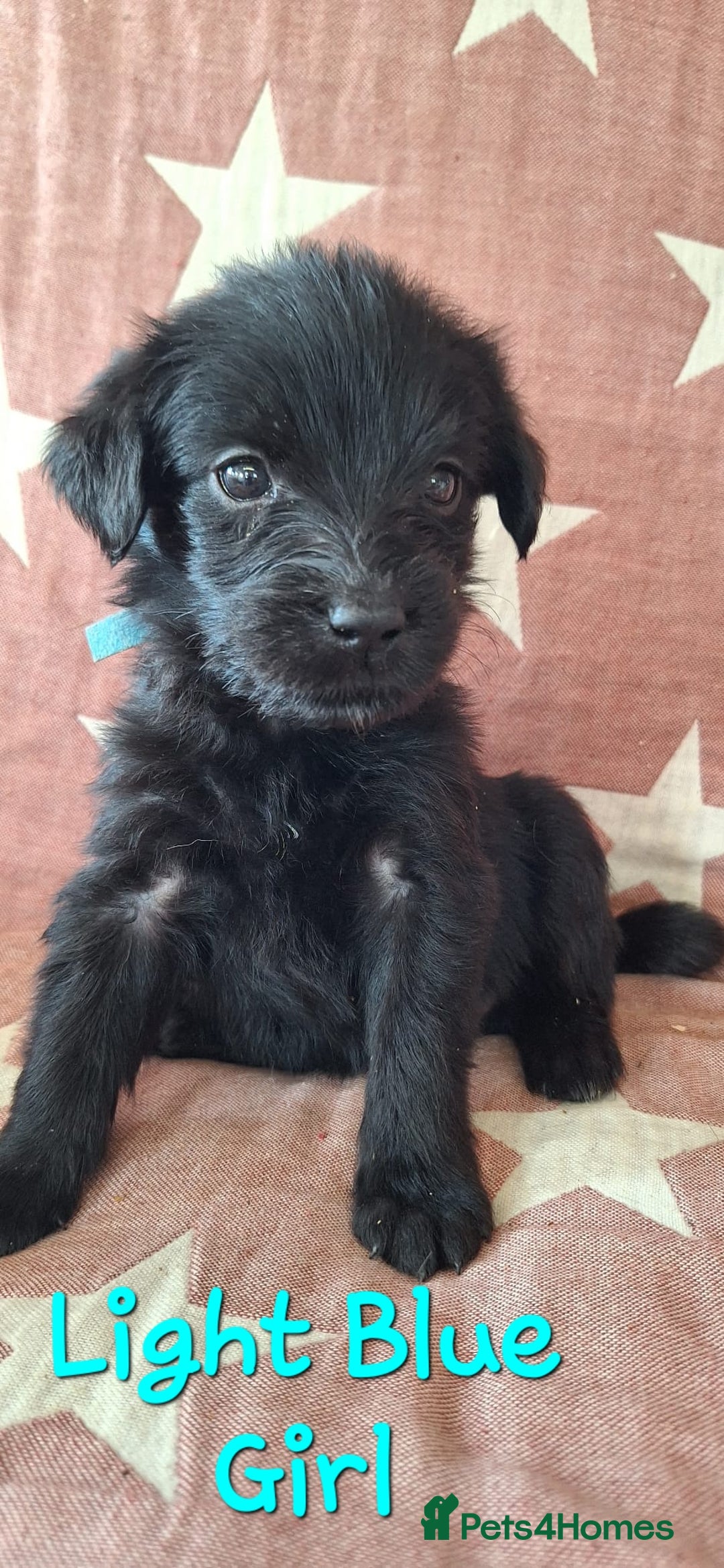 Australian Labradoodle dogs for sale: Miniture labradoodle puppies available  - Image 13
