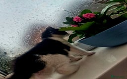 Mixed Breed cats for sale: Playful kittens🥰 - Advert 5