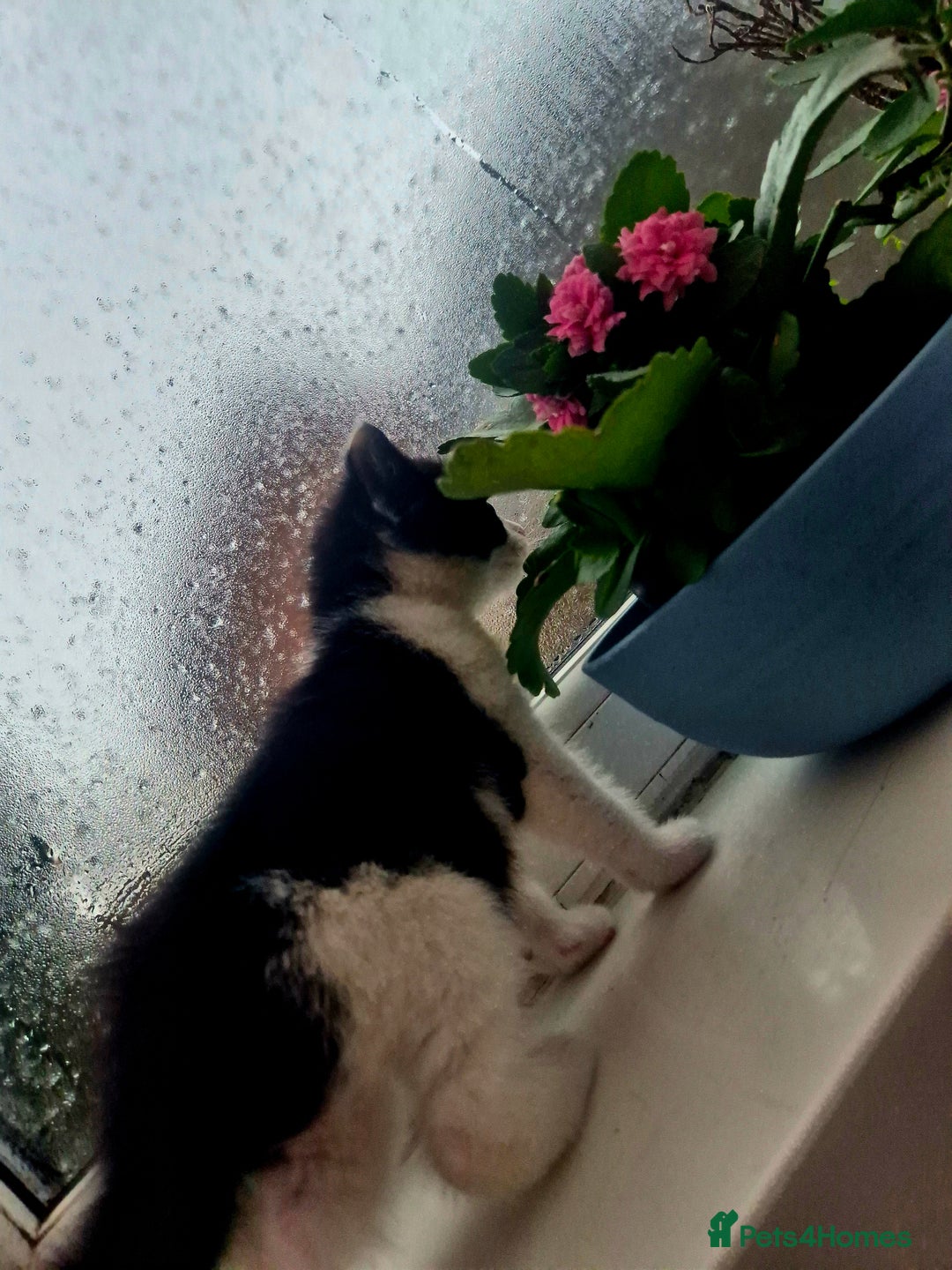 Mixed Breed cats for sale: Playful kittens🥰 - Advert 5