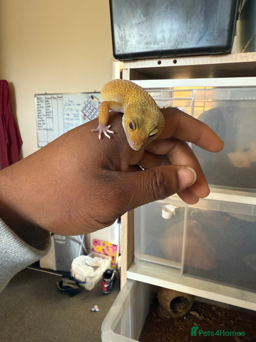 Leopard Gecko reptiles for sale: Leopard geckos for sale  - Advert 6