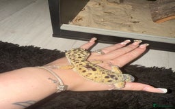 Leopard Gecko reptiles for sale: Leopard Gecko + enclosure  - Image 2