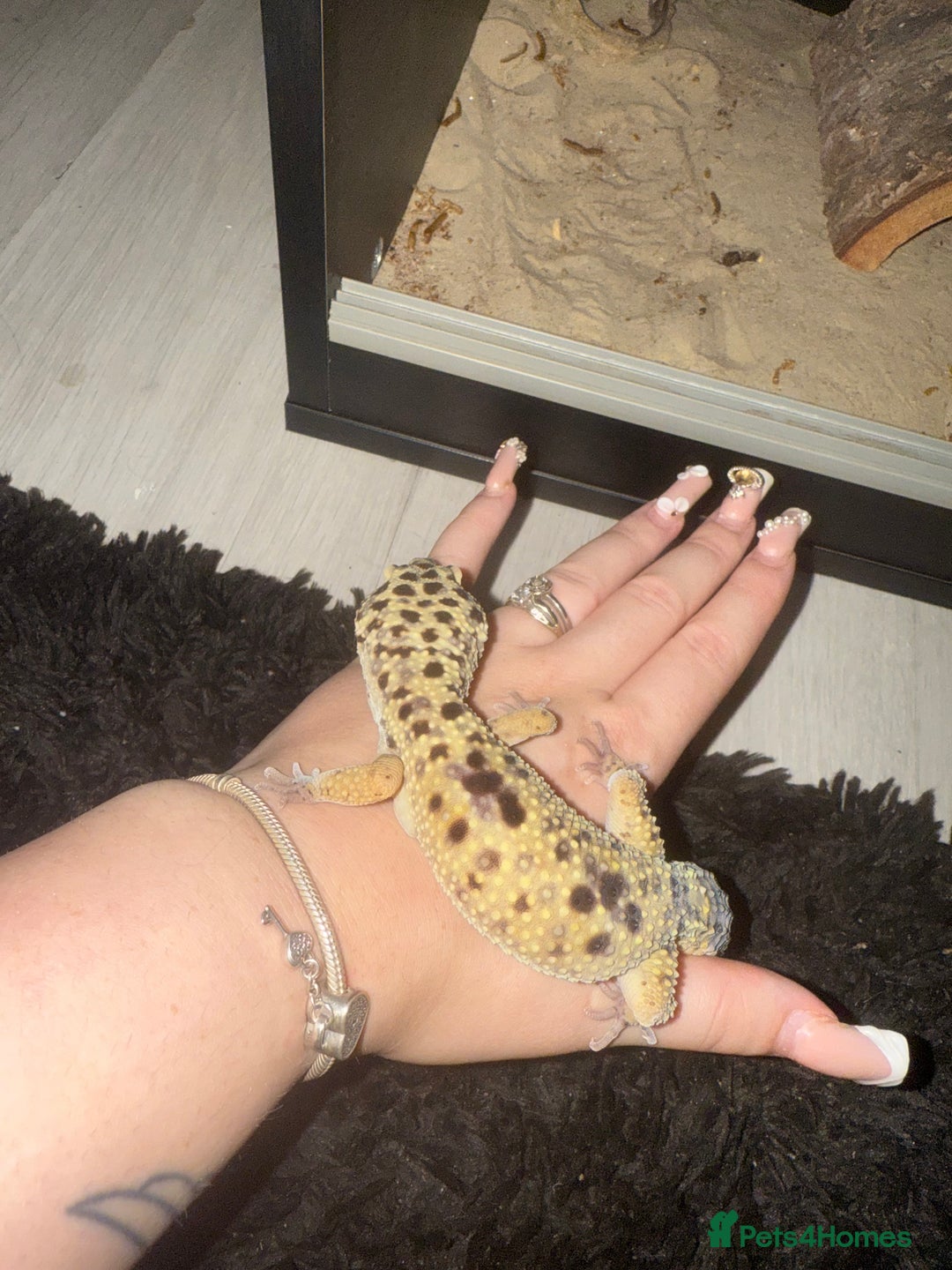 Leopard Gecko reptiles for sale: Leopard Gecko + enclosure  - Image 2