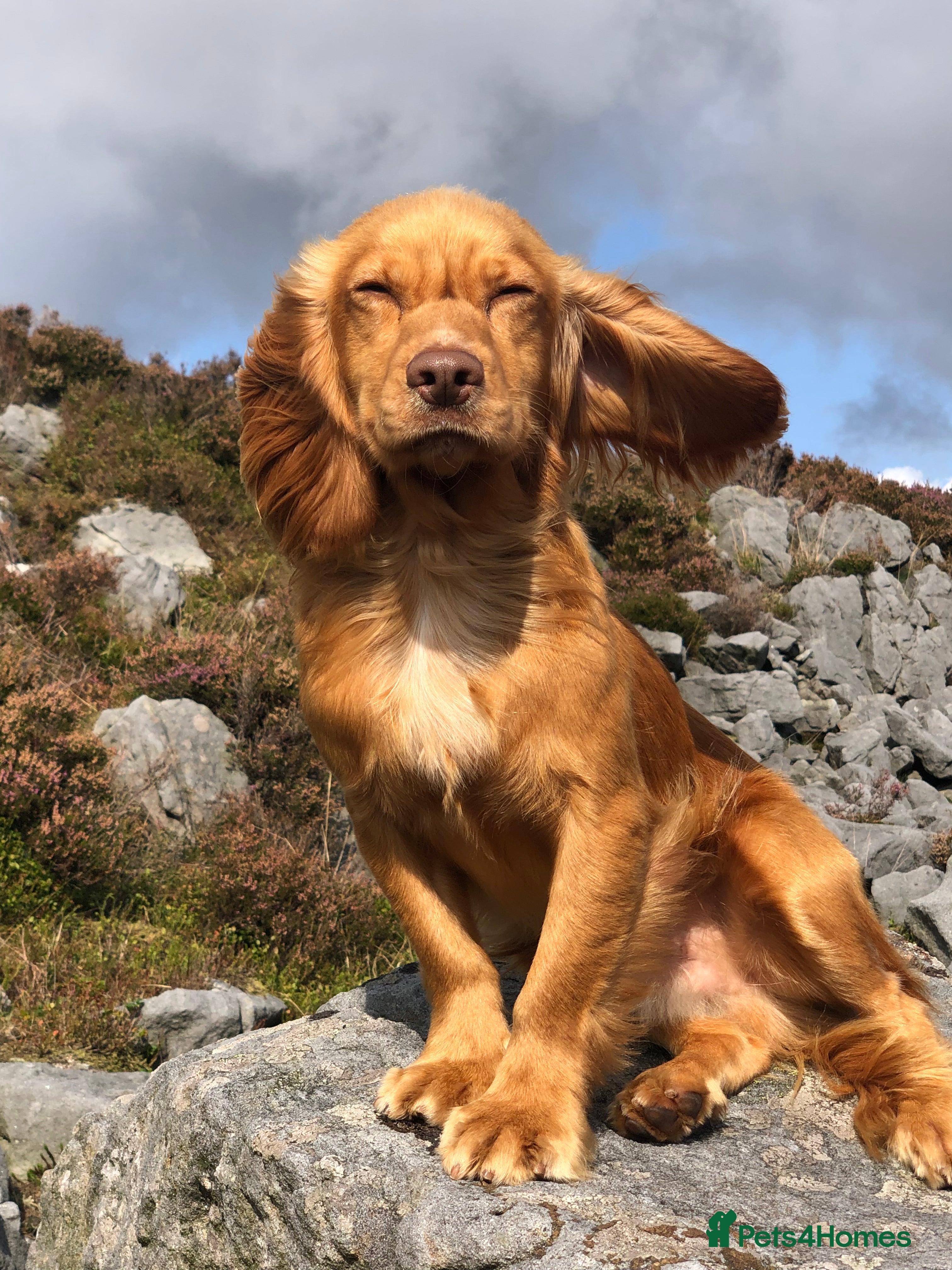 Cocker Spaniel dogs Excellent cocker spaniel standing at stud in Lancaster - Advert 18