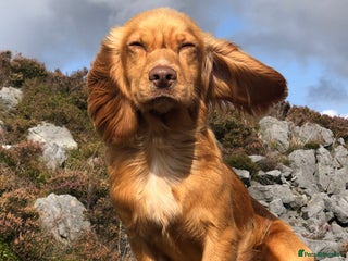 Cocker Spaniel dogs in Lancaster - Advert 9