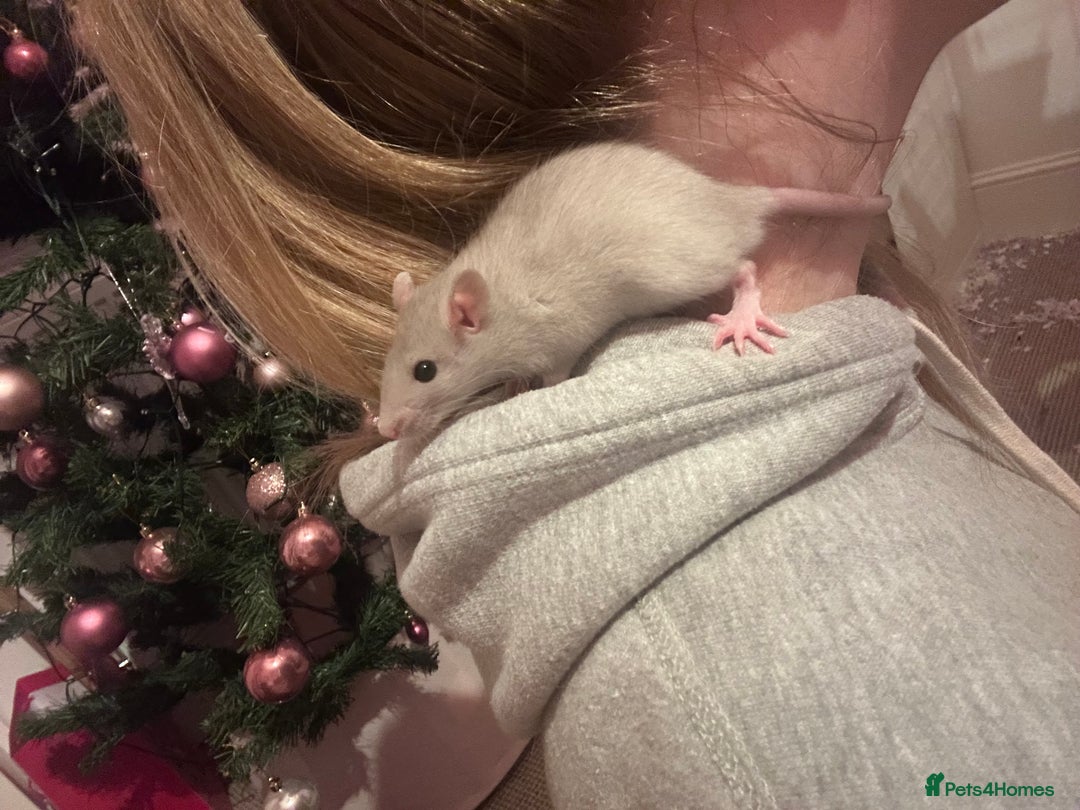 Rat rodents for sale: Singular Male rat - Advert 2