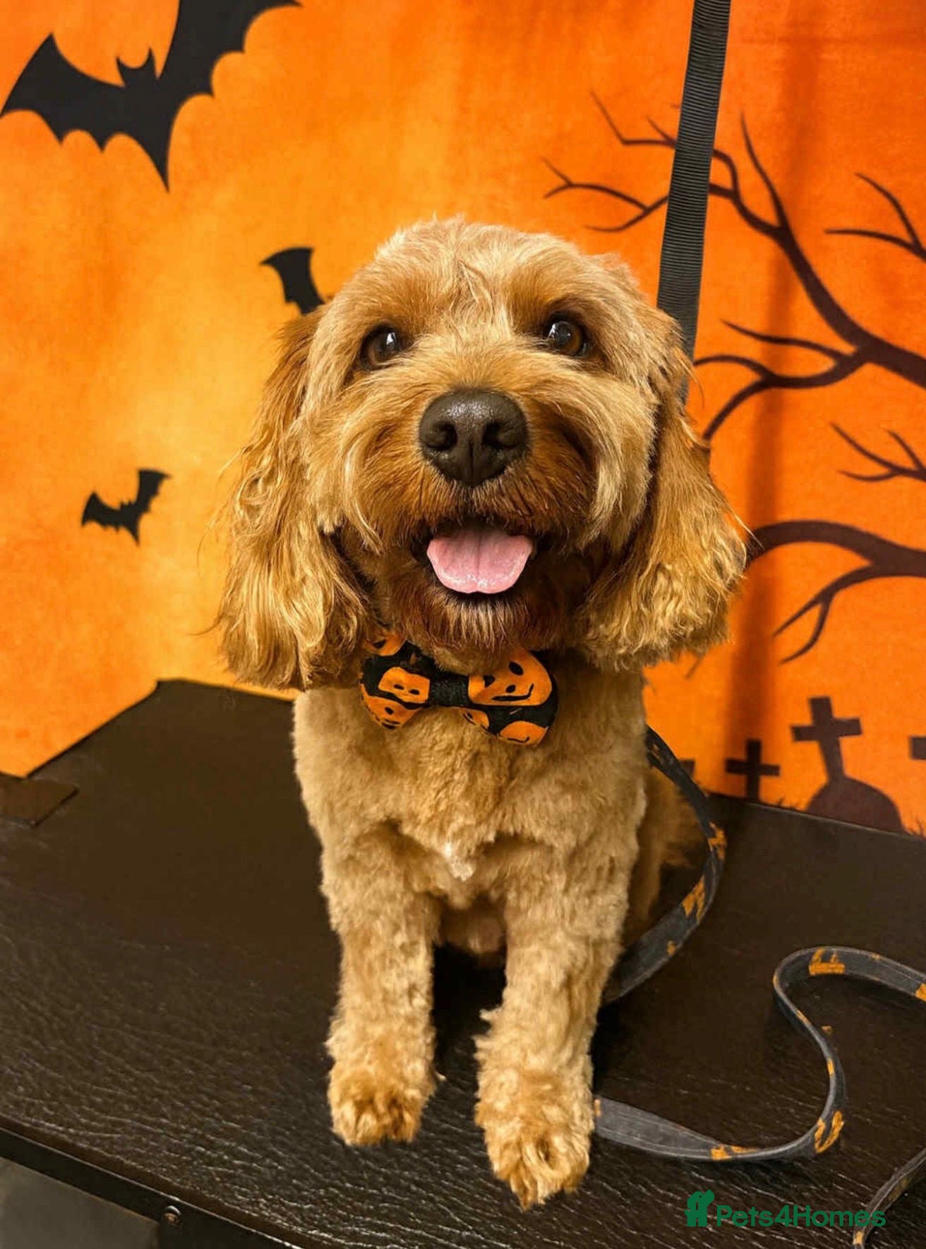 Mixed Breed dogs Cavapoo x Cocker pups Merle, chocolate, tri, tan - Advert 2