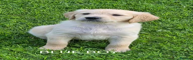 Golden Retriever BLUE BOY 
