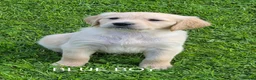 Golden Retriever dogs for sale: KC GOLDEN RETRIEVER PUPPIES  - Advert 15