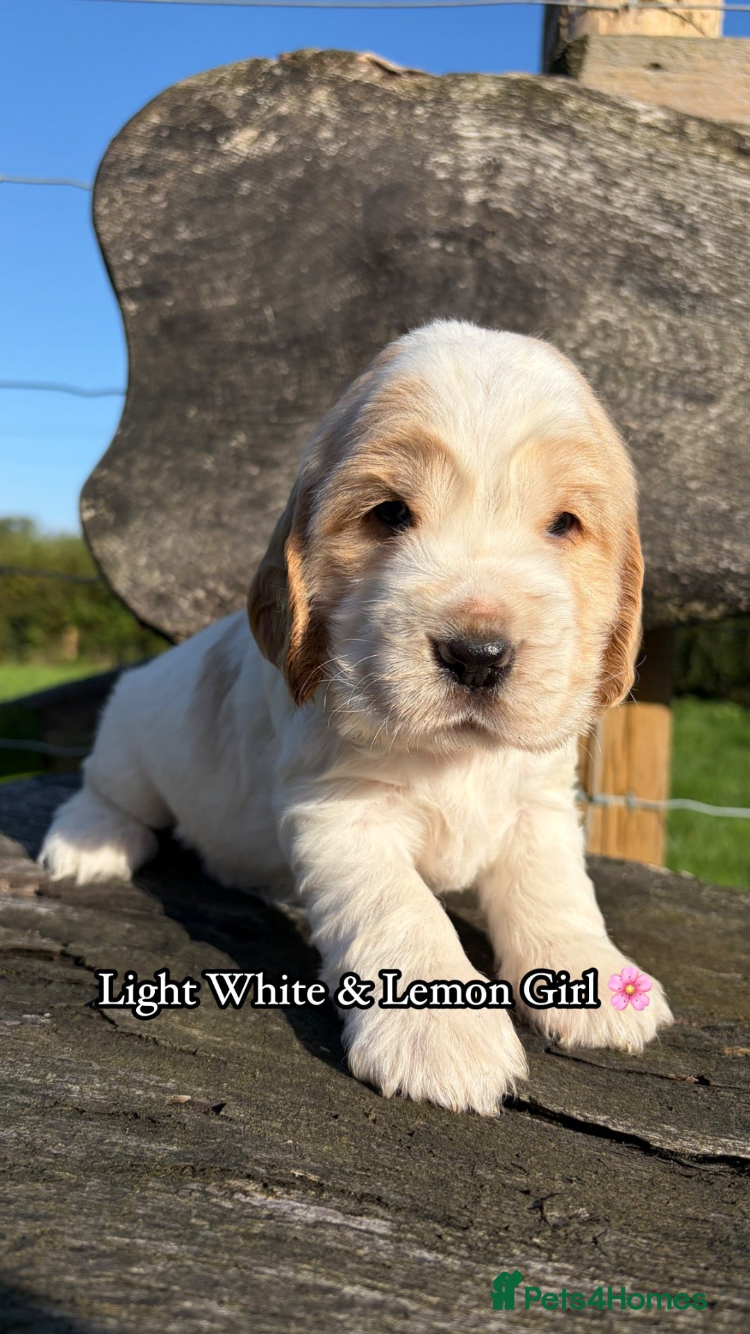 Cocker Spaniel dogs 🏆 Award Winning 🏆 - Advert 1