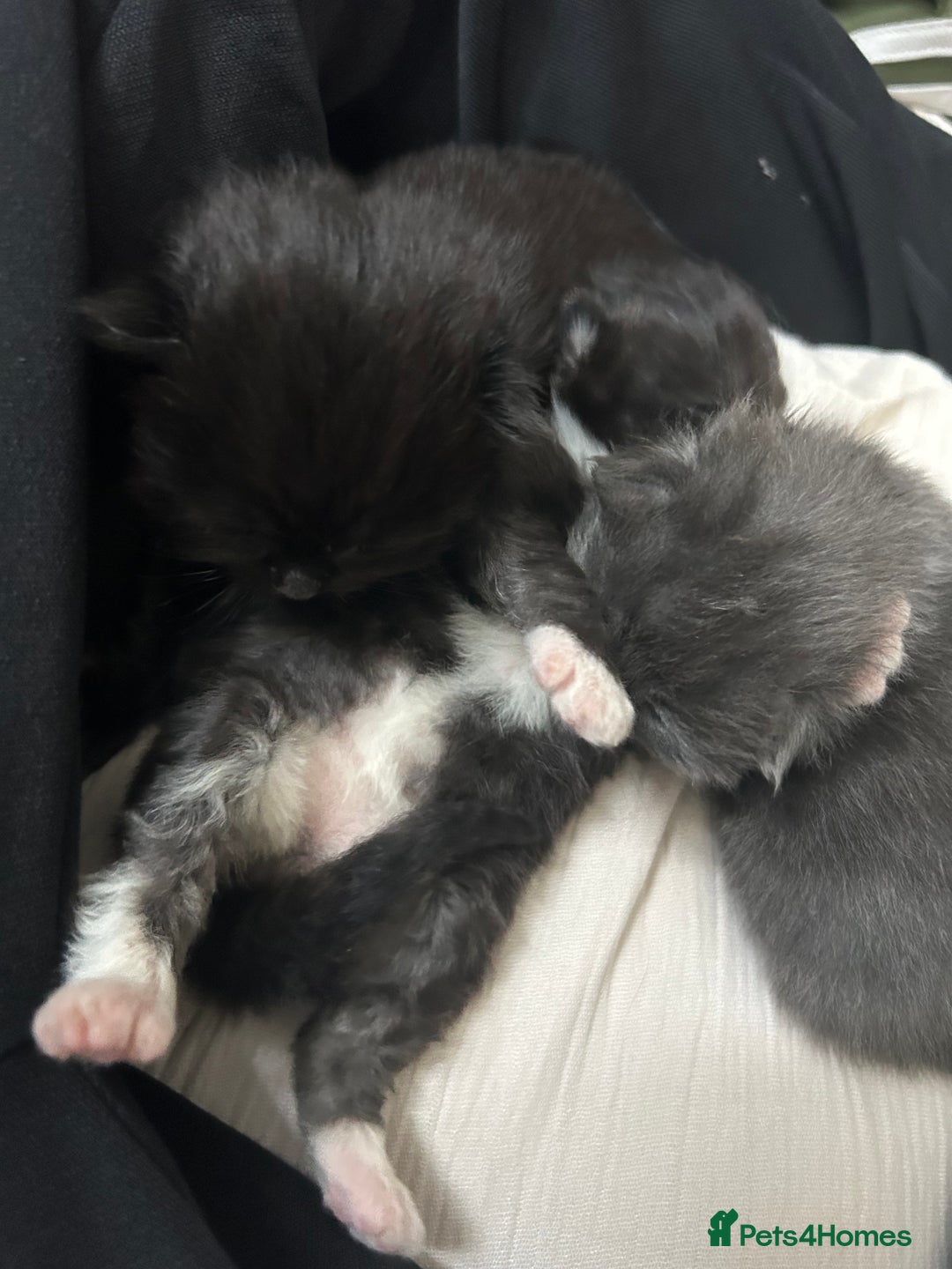 British Longhair cats for sale: Beautiful British long hair kittens.  - Image 5
