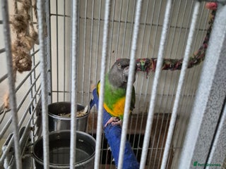 Parrots birds Senegal parrot - Advert 2