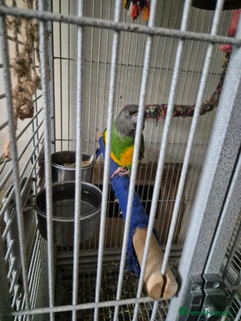 Parrots birds - Advert 2