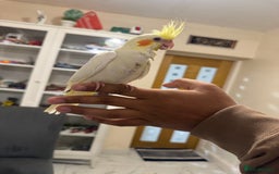 Cockatiels birds for sale: Baby cocktail - Image 4