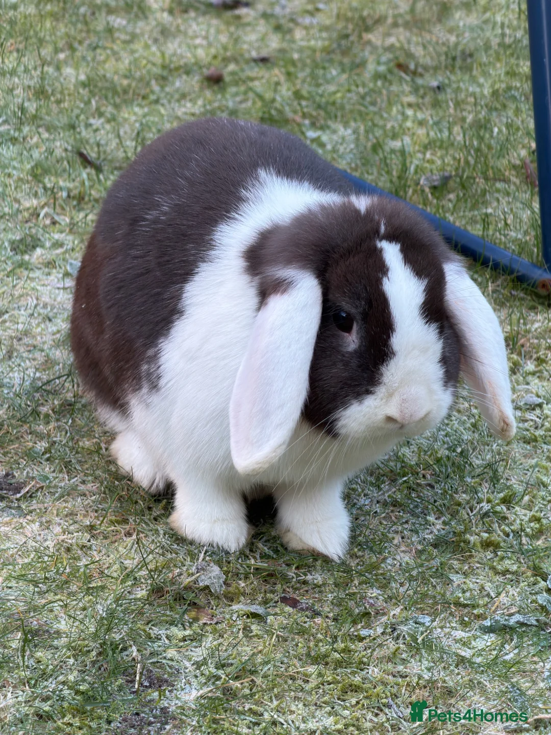 Mini Lop rabbits for sale: Rabbits for rehoming in Bolton - Advert 3