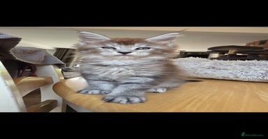 Maine Coon cats - Advert 9