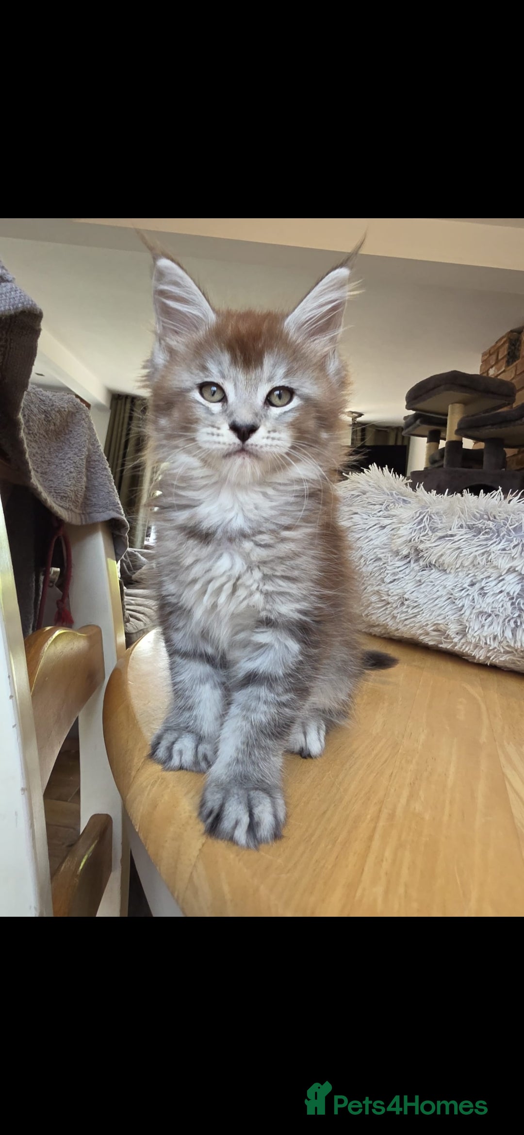 Maine Coon cats for sale: Maine coon pedigree kittens  - Image 6