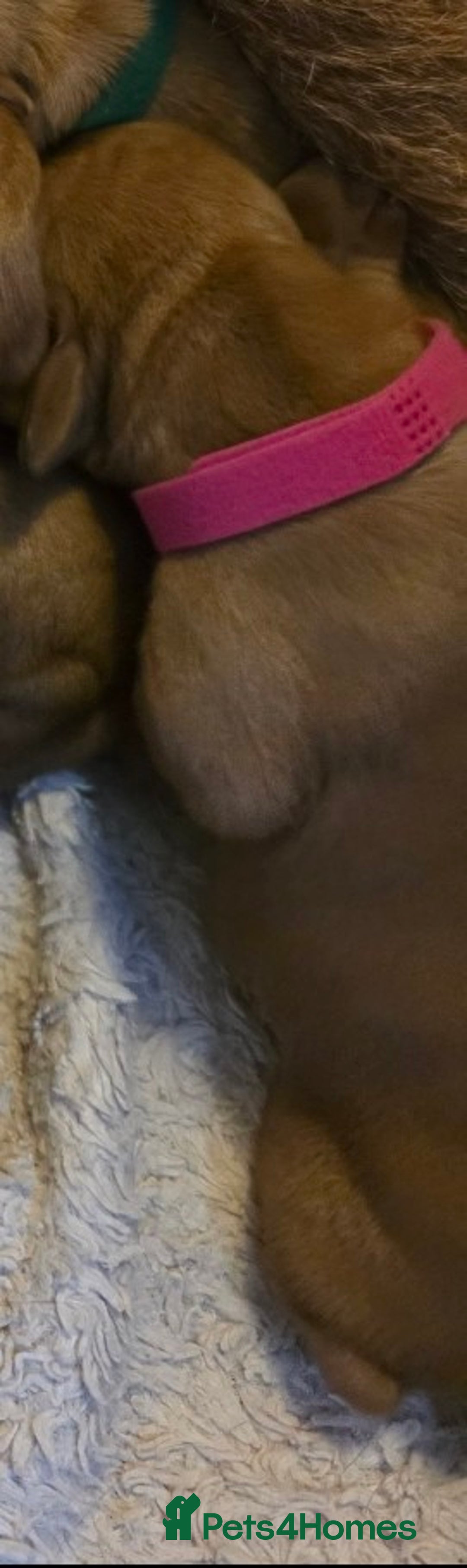 Mixed Breed dogs for sale: Hungarian vizsla cross cocker spaniel puppies - Advert 20