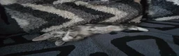 Mixed Breed cats for sale: Kittens in Wolverhampton - Advert 3