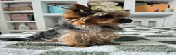 Yorkshire Terrier dogs for sale: Yorkshire terrier  in London - Advert 6