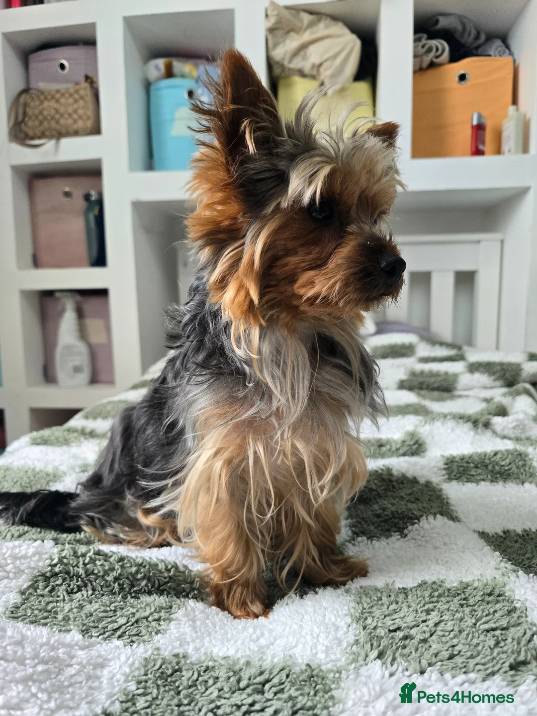 Yorkshire Terrier dogs for sale: Yorkshire terrier  in London - Advert 6