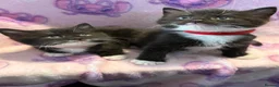 Mixed Breed cats for sale: 3 GORGEOUS KITTENS LEFT READY TOMORROW  - Advert 8