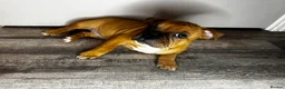 Staffordshire Bull Terrier dogs for sale: 🔥READY! KCREG STAFFY PUPPS–OUTSTANDING QUALITY 🔥 - Advert 19