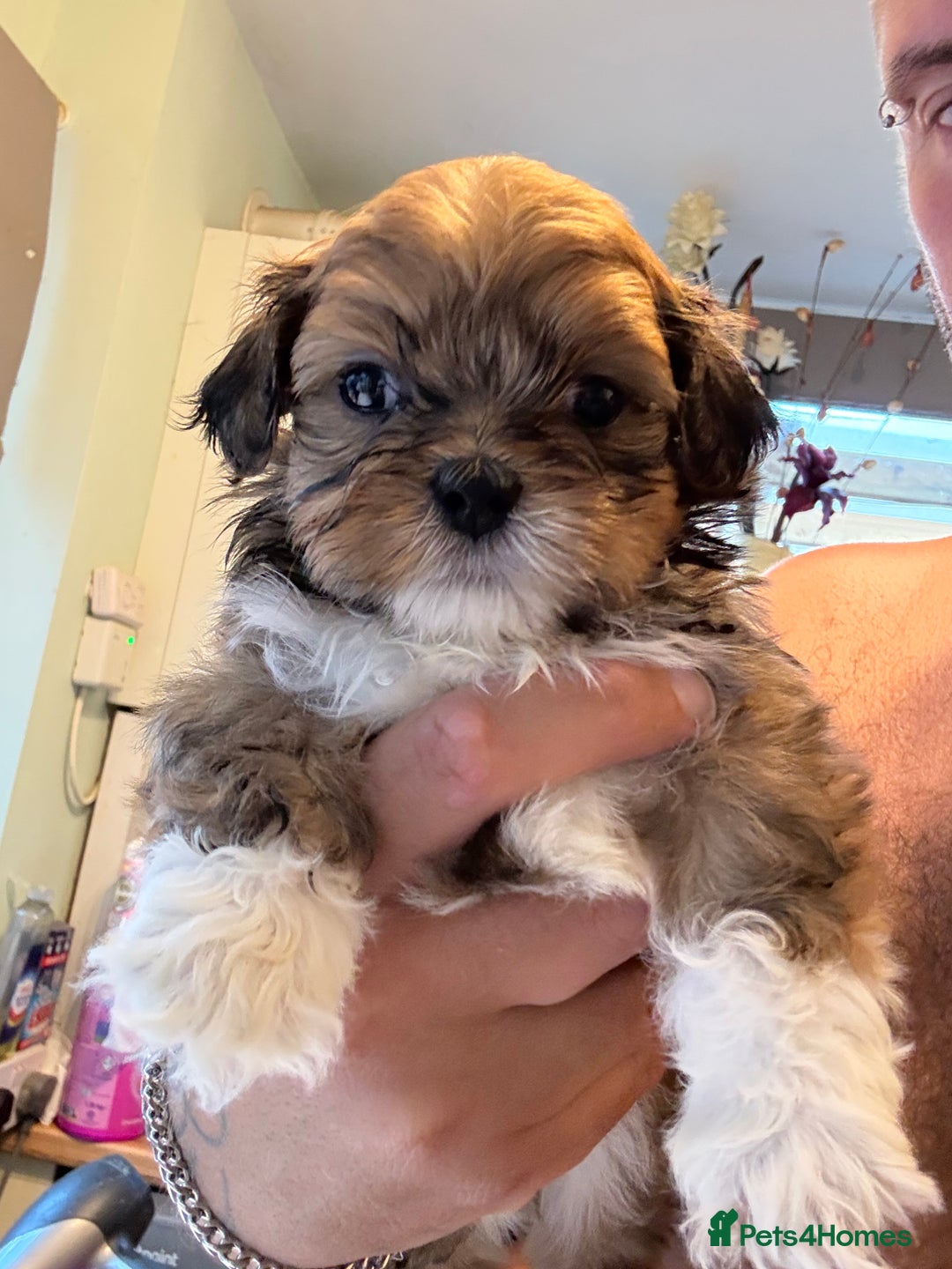 Lhasa Apso dogs for sale: Amazing Lhasa Apso pups - Image 17