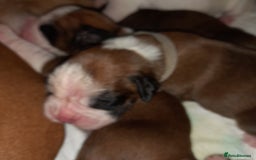 Boxer dogs for sale: Beautiful/Stunning Pedigree Boxer Puppies  - Image 12