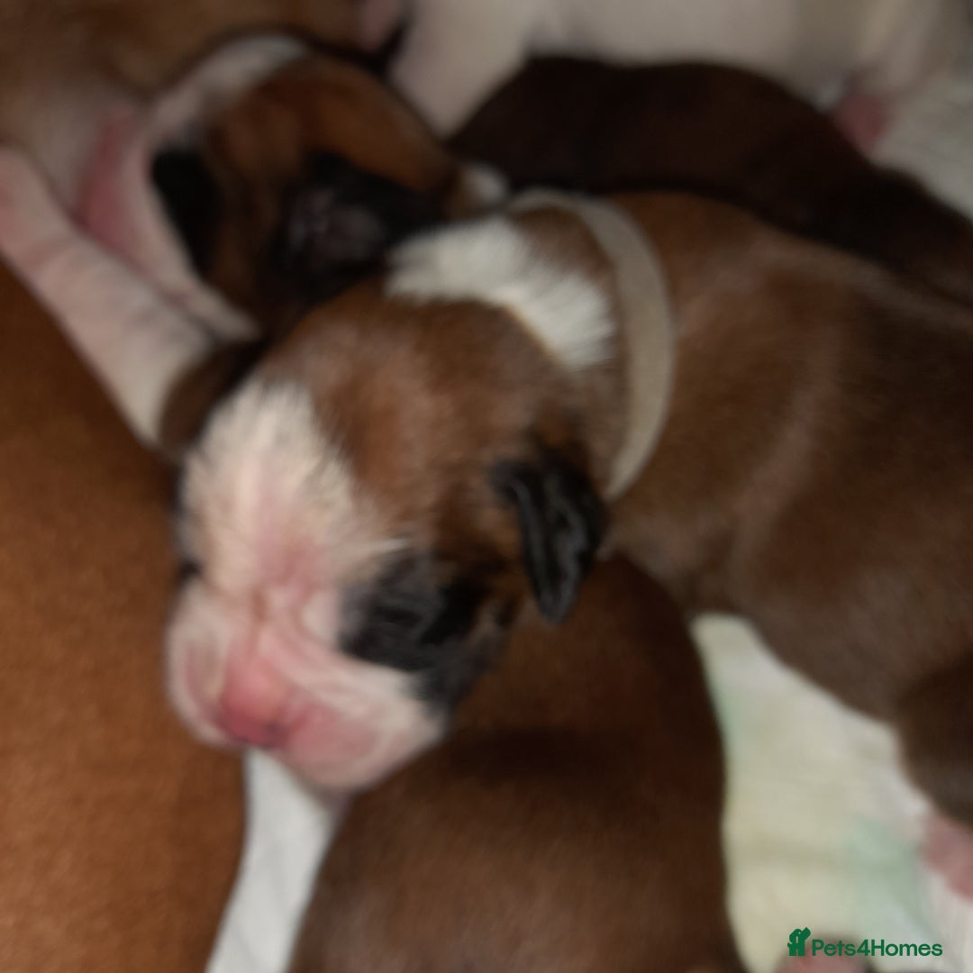 Boxer dogs for sale: Beautiful/Stunning Pedigree Boxer Puppies  - Image 12