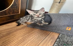 Bengal cats for sale: 🐾 TICA Registered Bengal Kittens 🐆🥰 - Image 9