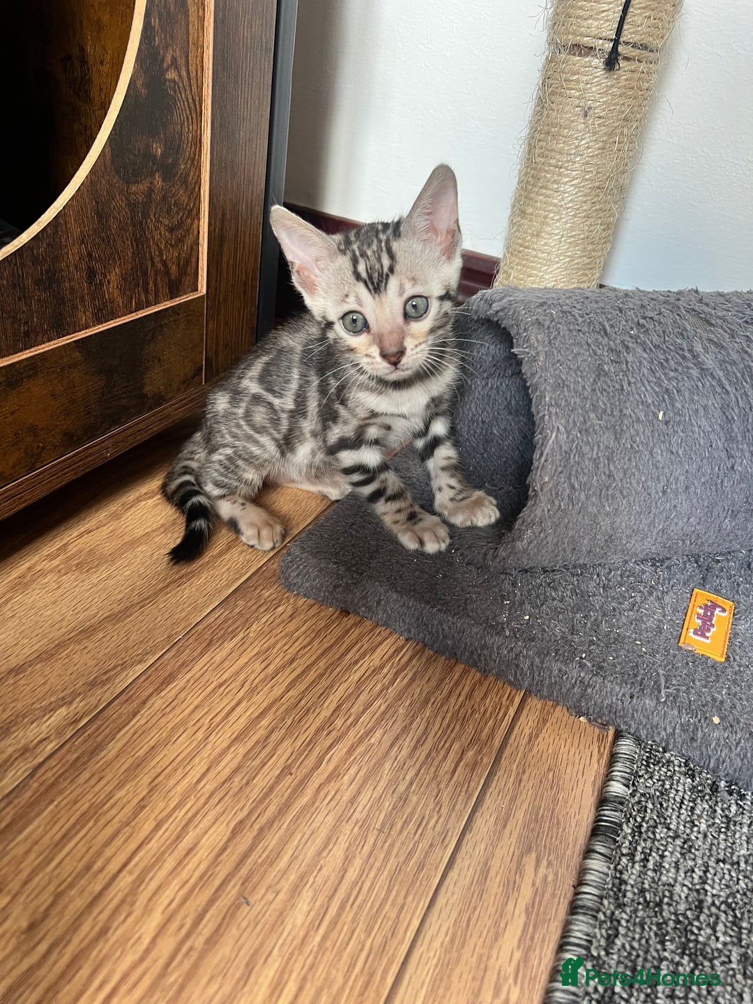 Bengal cats for sale: 🐾 TICA Registered Bengal Kittens 🐆🥰 - Image 9