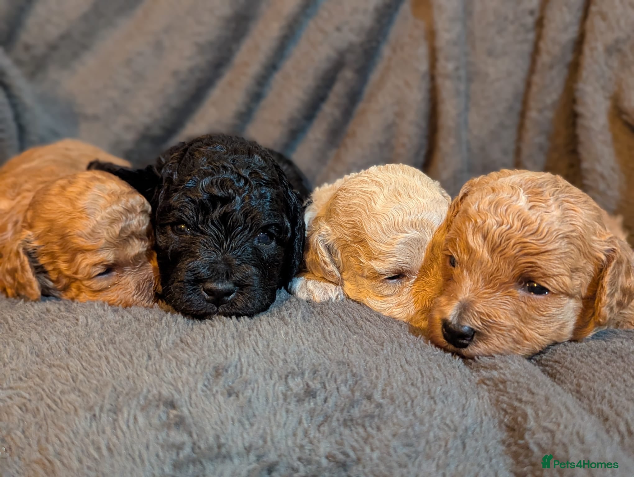 Poochon dogs Adorable poochon puppies - Advert 4