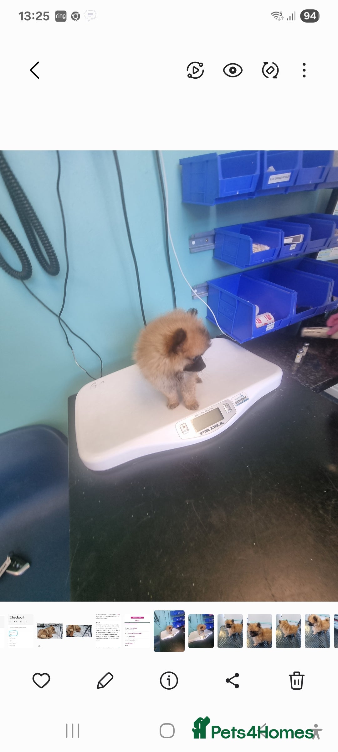 Pomeranian dogs for sale: Xxs Pomeraniums  - Image 20