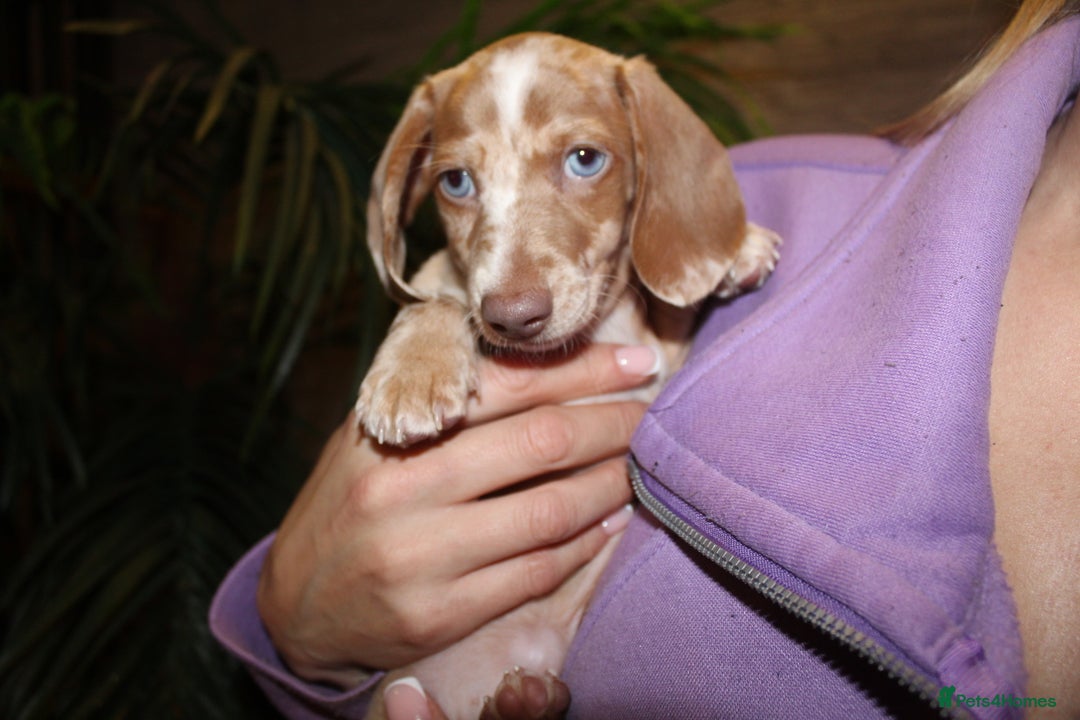 Miniature Dachshund dogs for sale: Miniature Dachshund Puppies READY TO LEAVE! - Image 7