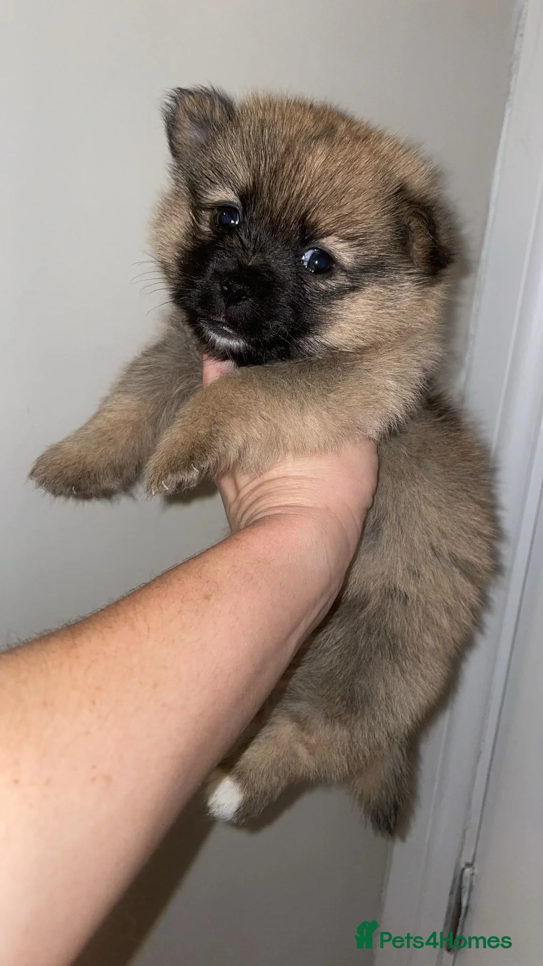 Mixed Breed dogs for sale: Pomeranian/ Aussie poms  - Advert 1