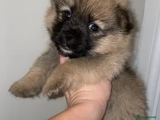 Mixed Breed dogs Pomeranian/ Aussie poms - Advert 1