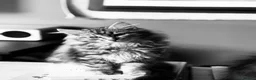 Siberian cats for sale: Pedigree Siberian Kitten from Health-Tested Lines - Advert 17
