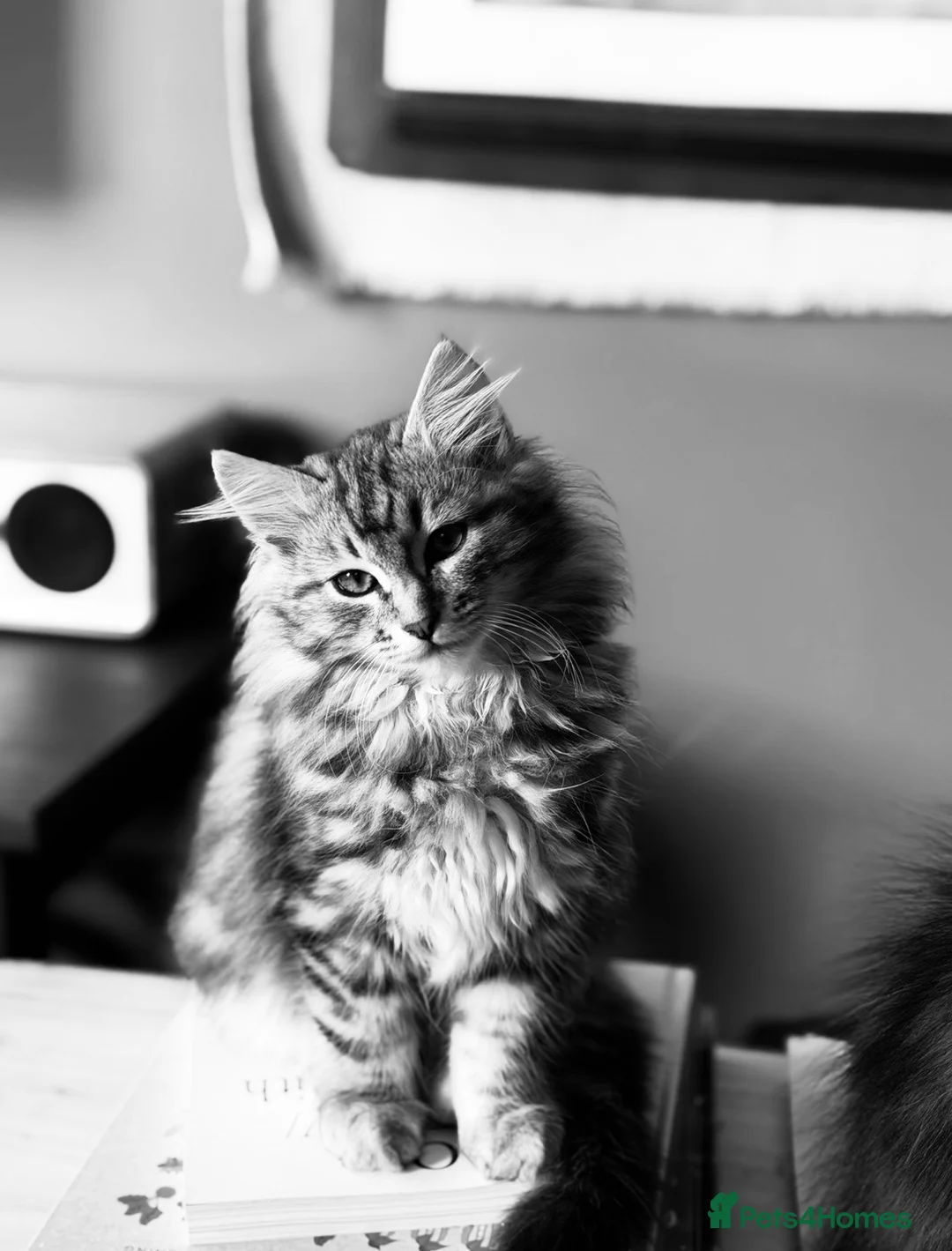 Siberian cats for sale: Pedigree Siberian Kitten from Health-Tested Lines - Advert 17