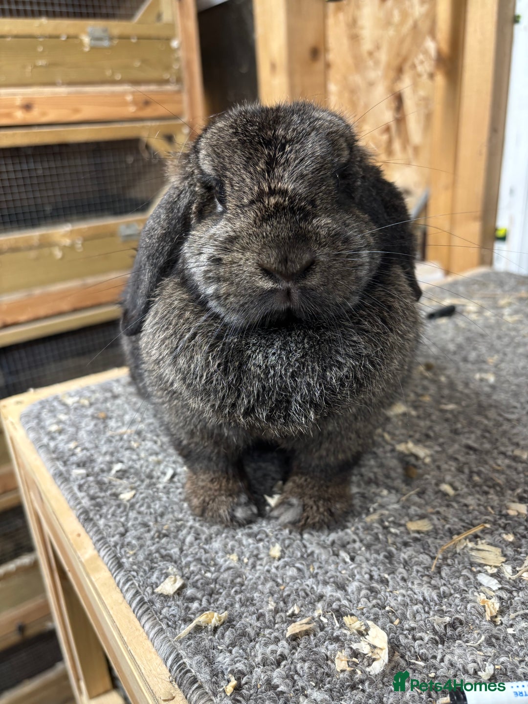 Mini Lop rabbits for sale: Steel BRC Minilop doe  - Image 3