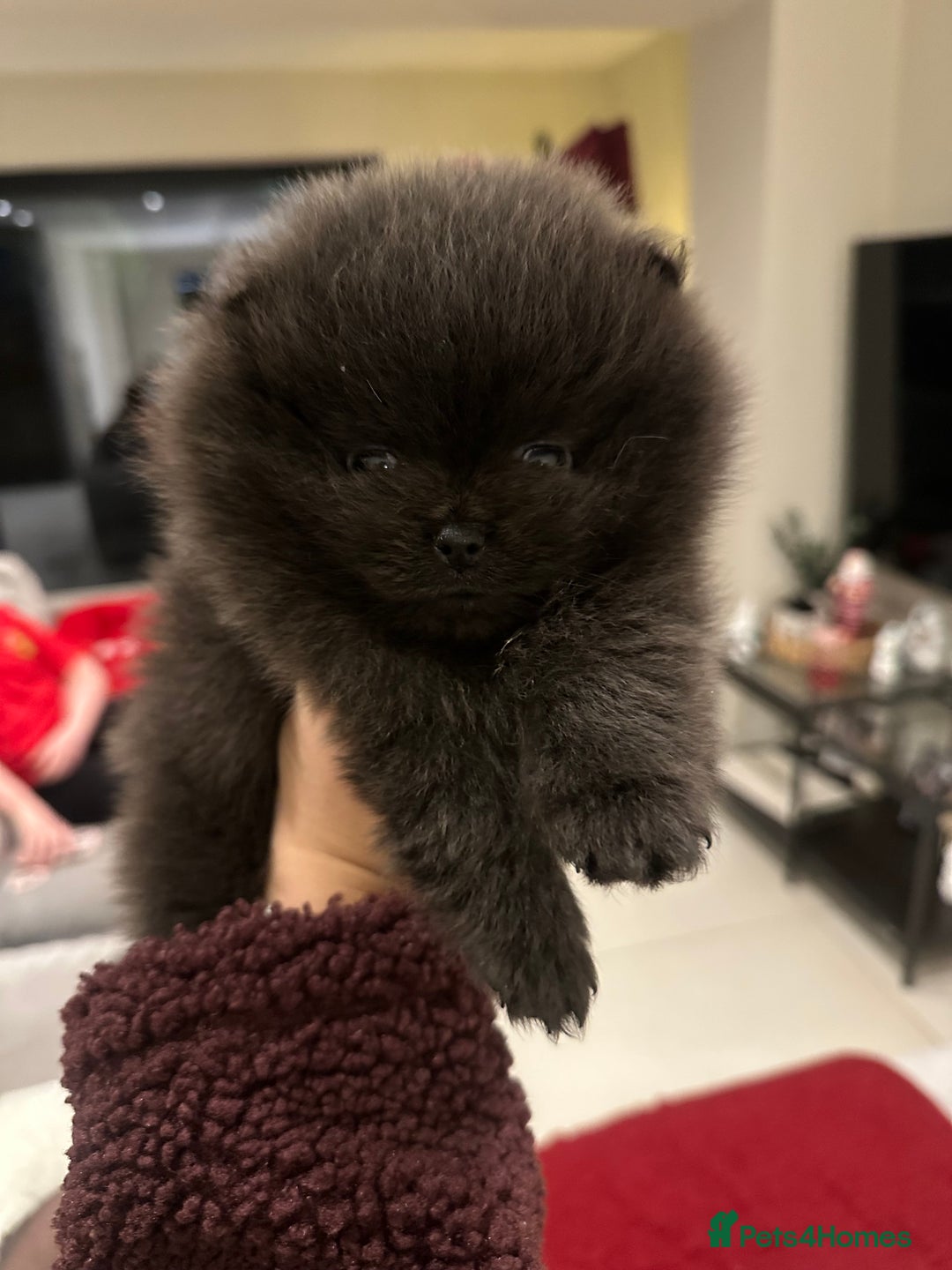 Pomeranian dogs for stud: Gorgeous Teddy bear tri coloured stud - Advert 11