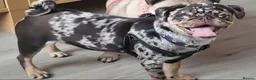 Pug dogs for stud: Milo  in Liverpool - Advert 1