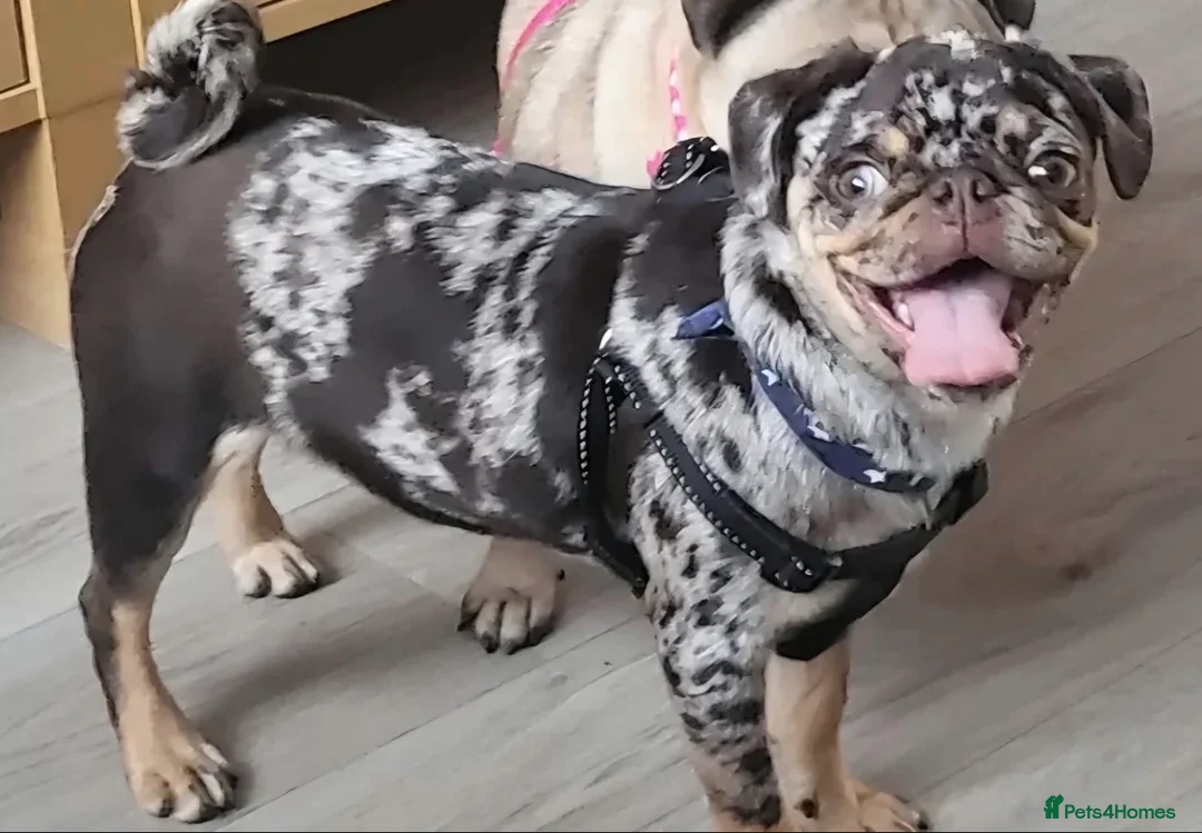 Pug dogs for stud: Milo  in Liverpool - Advert 1