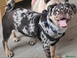 Pug dogs Milo - Advert 5