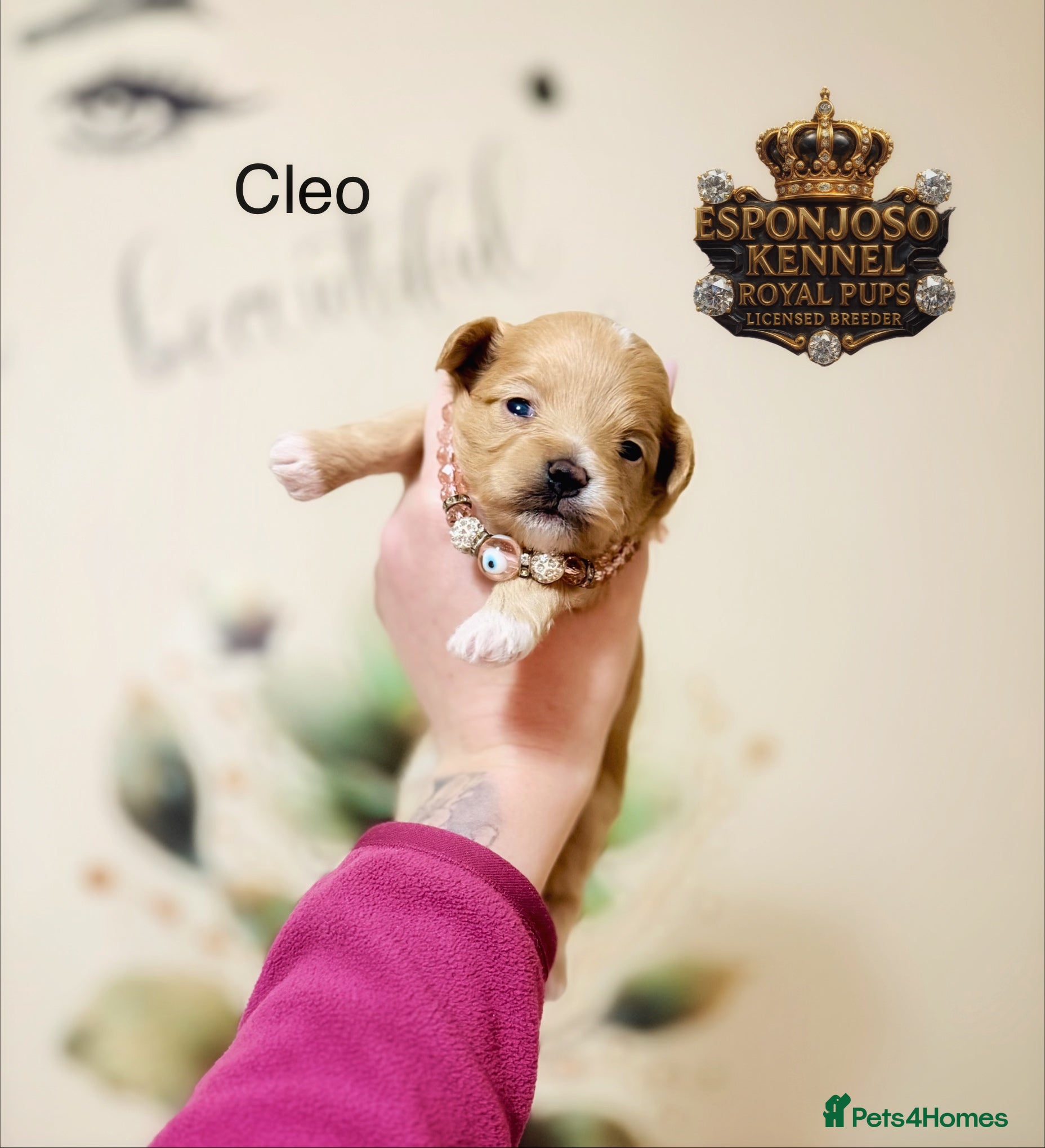 Maltipoo dogs 👑One in a Million F1 tiny Asian Maltipoo👑 - Advert 17