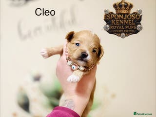 Maltipoo dogs 👑One in a Million F1 tiny Asian Maltipoo👑 - Advert 17