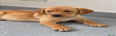 Labrador Retriever 4